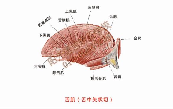 舌肌（舌中矢状切）