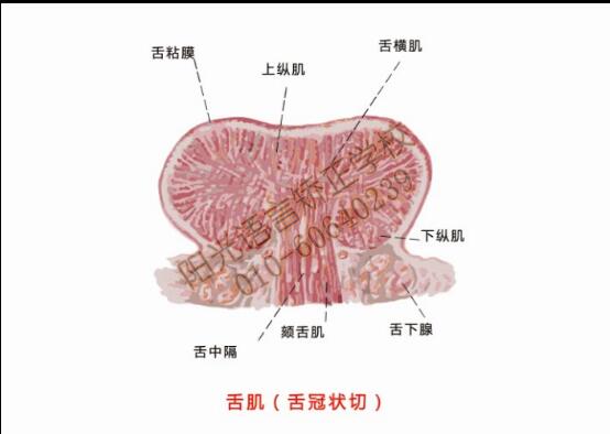 舌肌（舌冠状切）